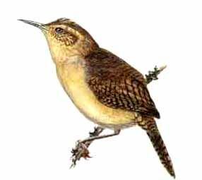 House Wren (musculus)