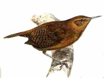 House Wren (musculus)