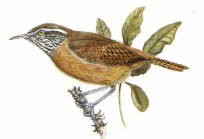 Stripe-throated Wren