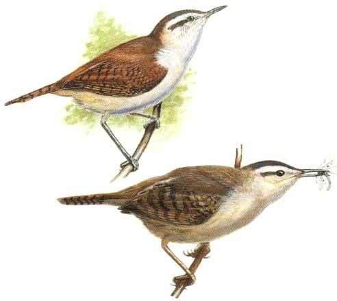 Superciliated Wren