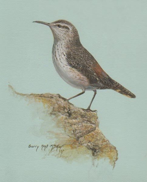 Rock Wren