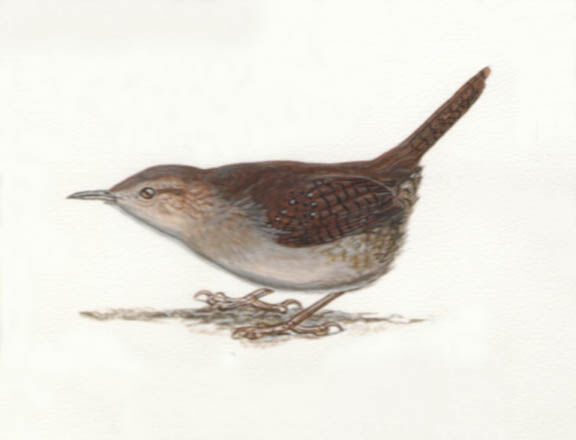 House Wren