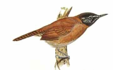 Sooty-headed Wren