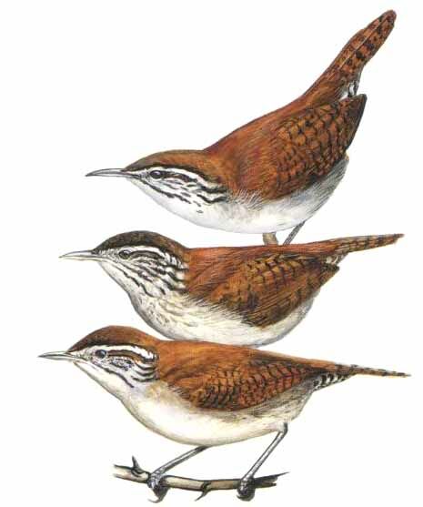 Rufous-and-white Wren