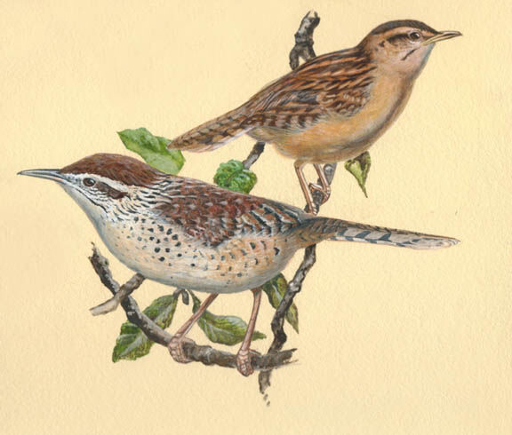 Spotted Wren