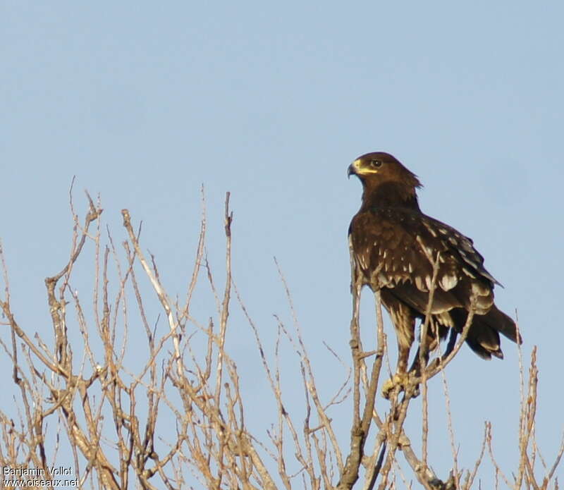 Aigle criard1ère année, identification