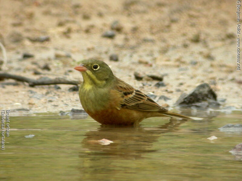 Ortolan Bunting