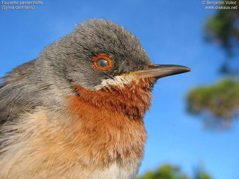 Fauvette passerinette