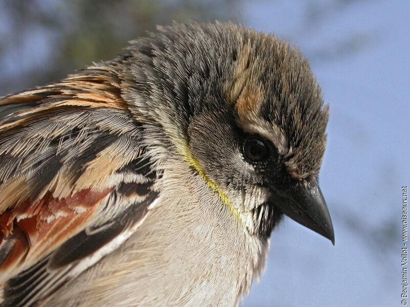 Moineau de la mer Morte