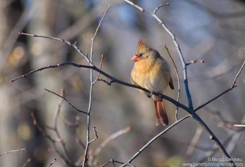 Northern Cardinal female