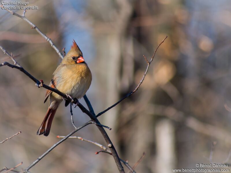 Northern Cardinal female