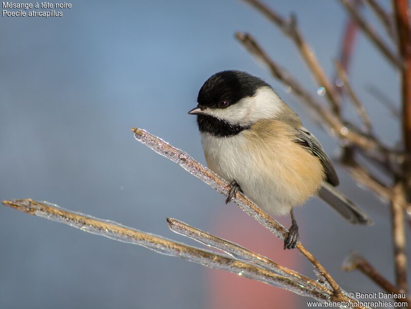 Mésange à tête noireadulte