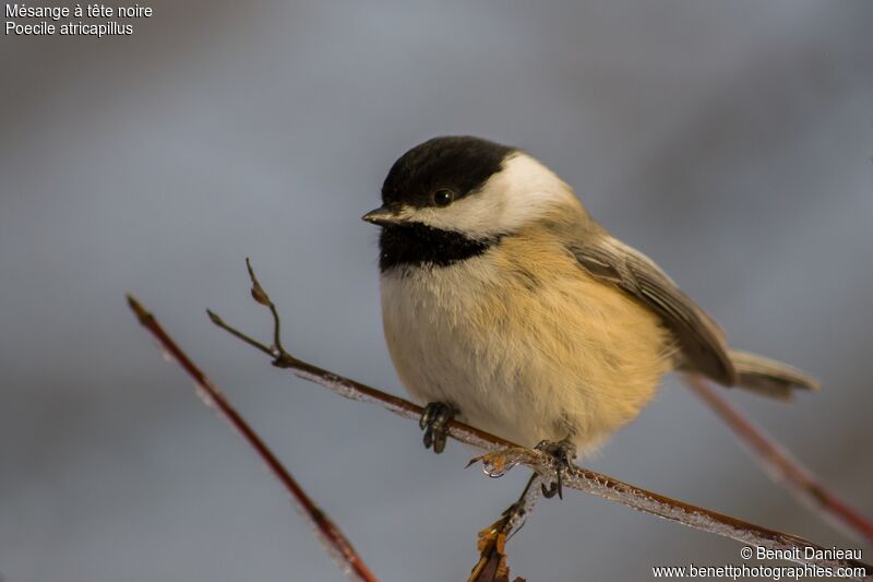 Mésange à tête noireadulte