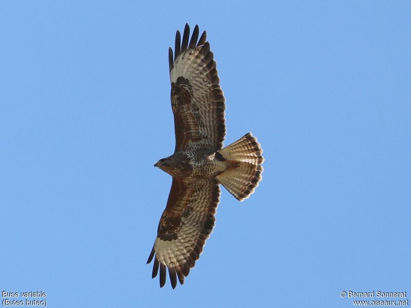 Buse variable