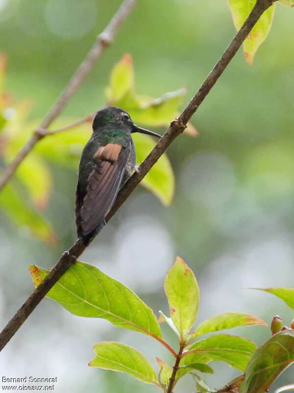 Colibri à ventre noir femelle adulte