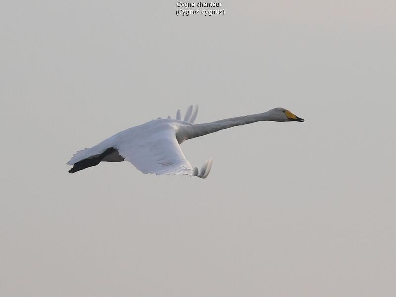 Whooper Swan