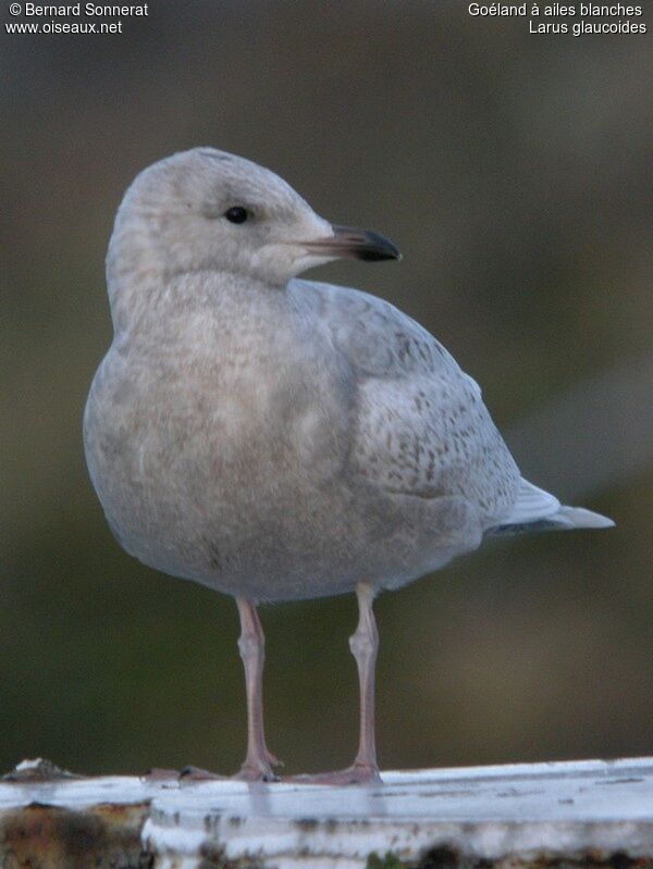 Iceland Gull