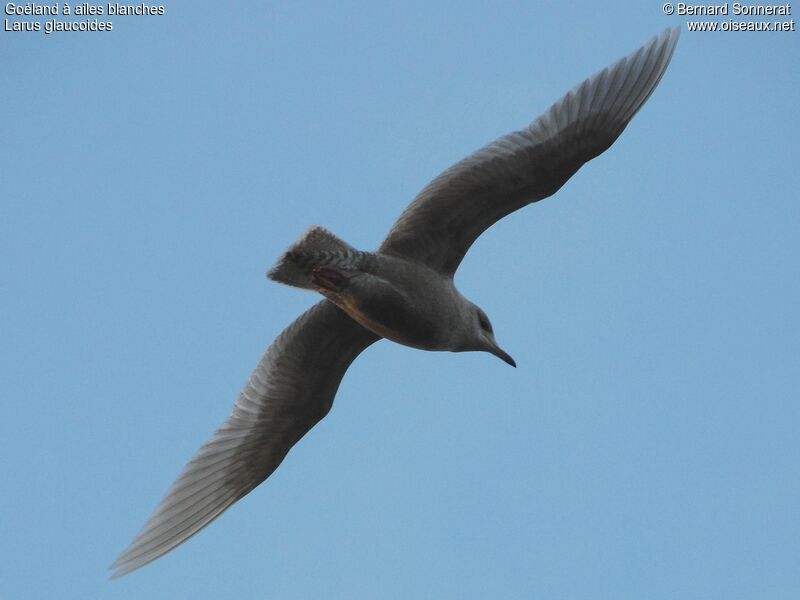 Iceland Gull