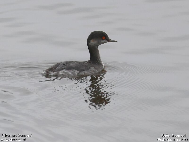 Black-necked Grebe