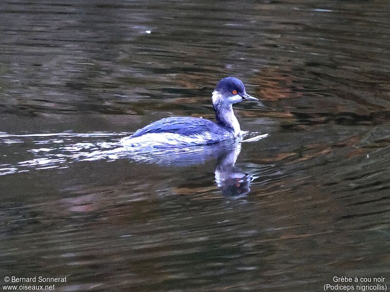 Black-necked Grebe