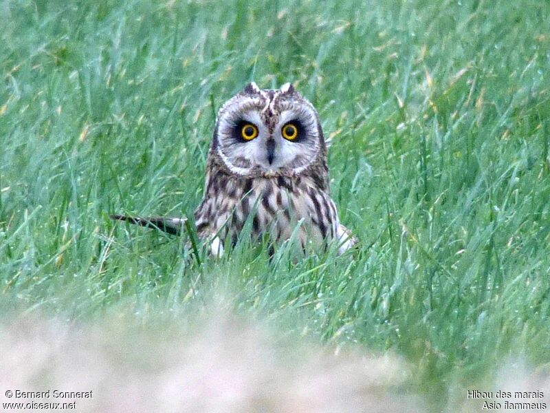 Hibou des maraisadulte