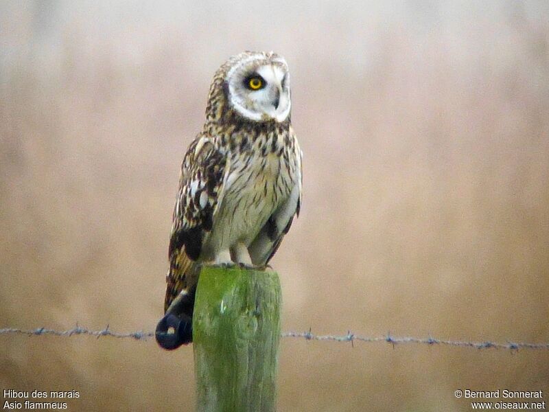 Hibou des marais