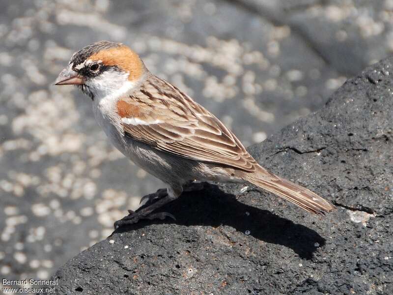 Iago Sparrow male adult post breeding