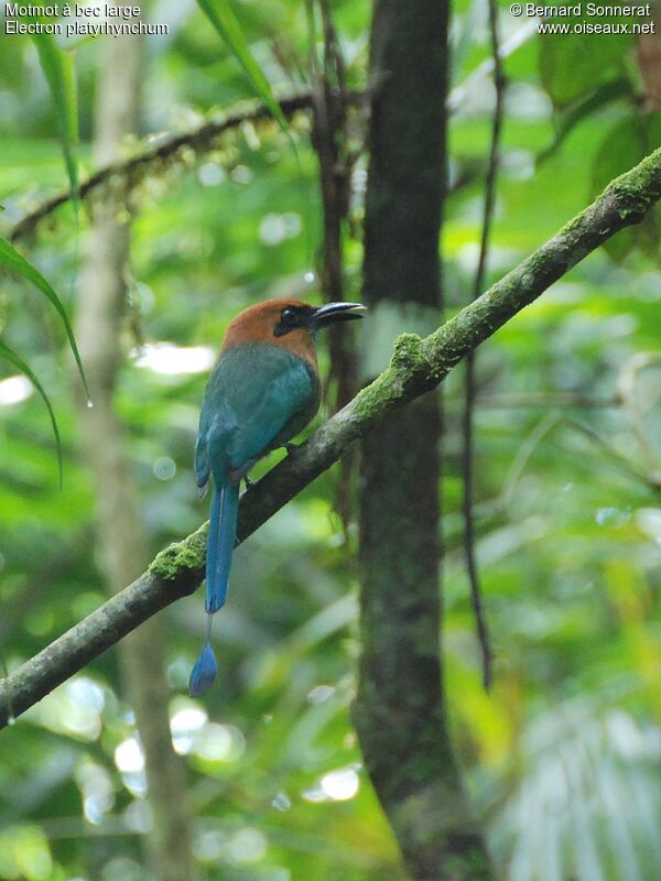 Motmot à bec large, identification