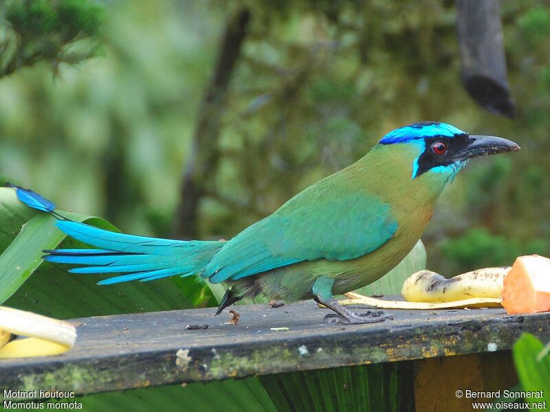 Amazonian Motmot, identification