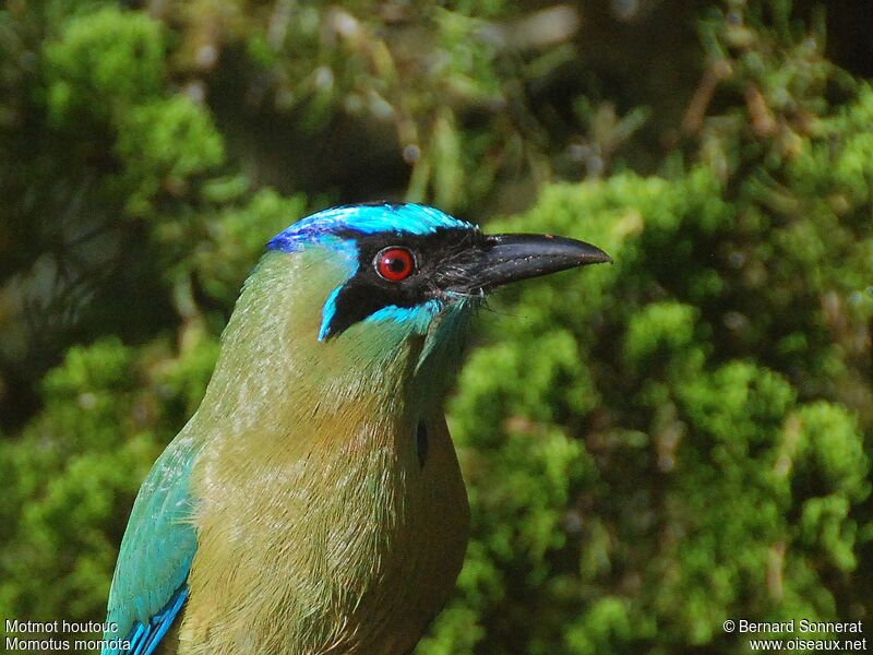 Amazonian Motmot