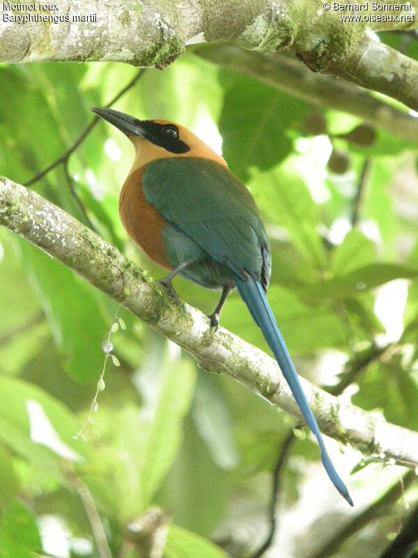 Motmot roux, identification