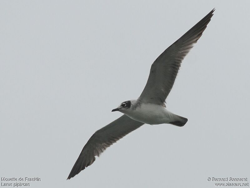 Mouette de Franklin