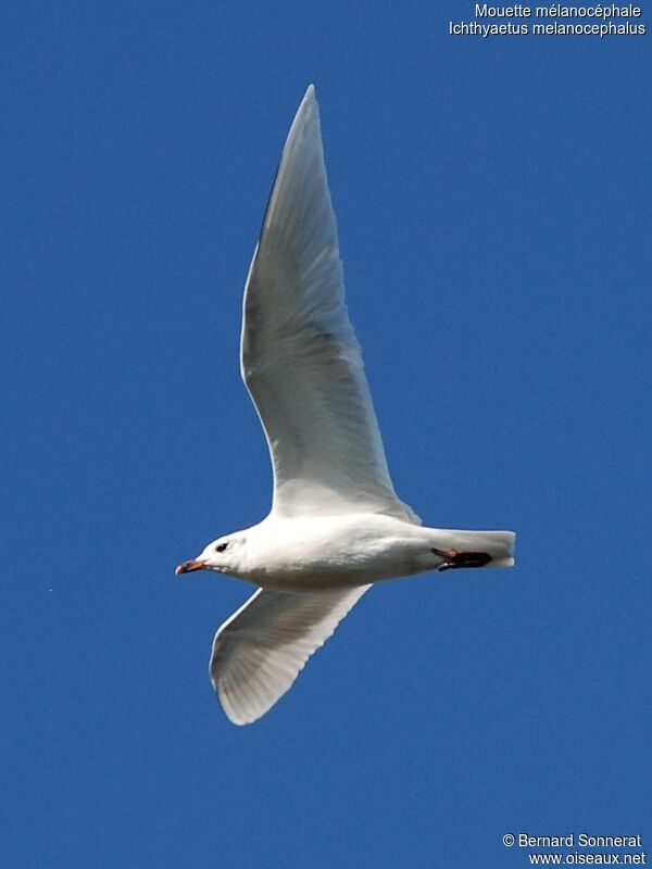 Mouette mélanocéphaleadulte, Vol