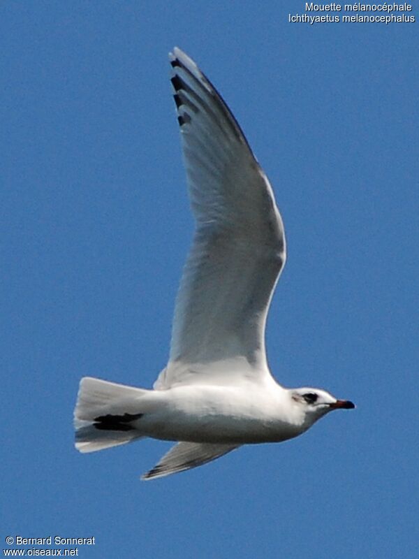 Mouette mélanocéphale1ère année