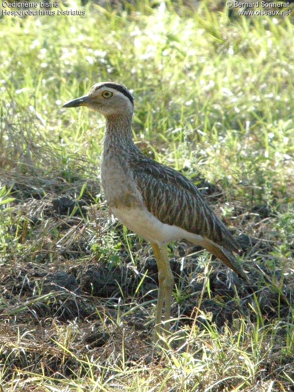 Oedicnème bistrié, identification