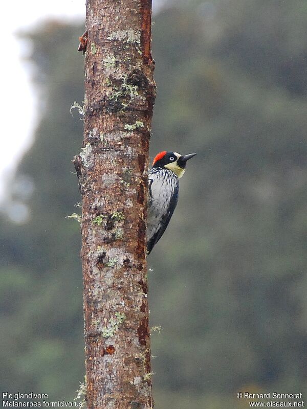 Acorn Woodpecker