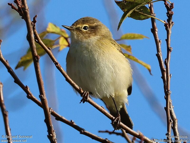 Common Chiffchaff