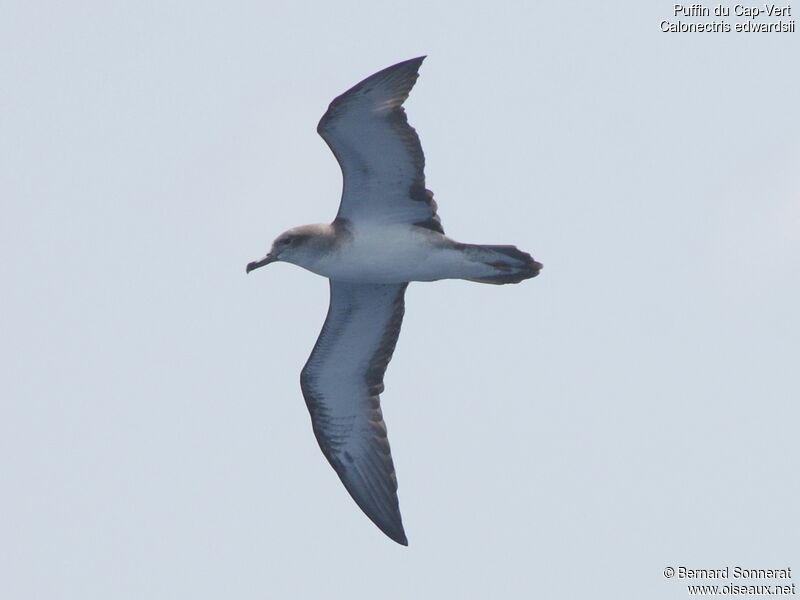 Cape Verde Shearwater