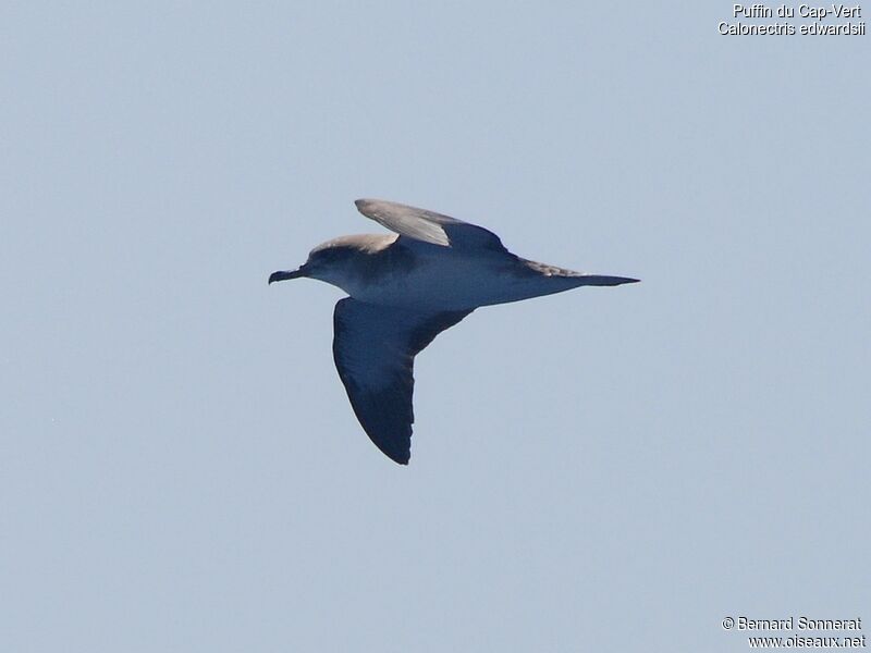 Cape Verde Shearwater