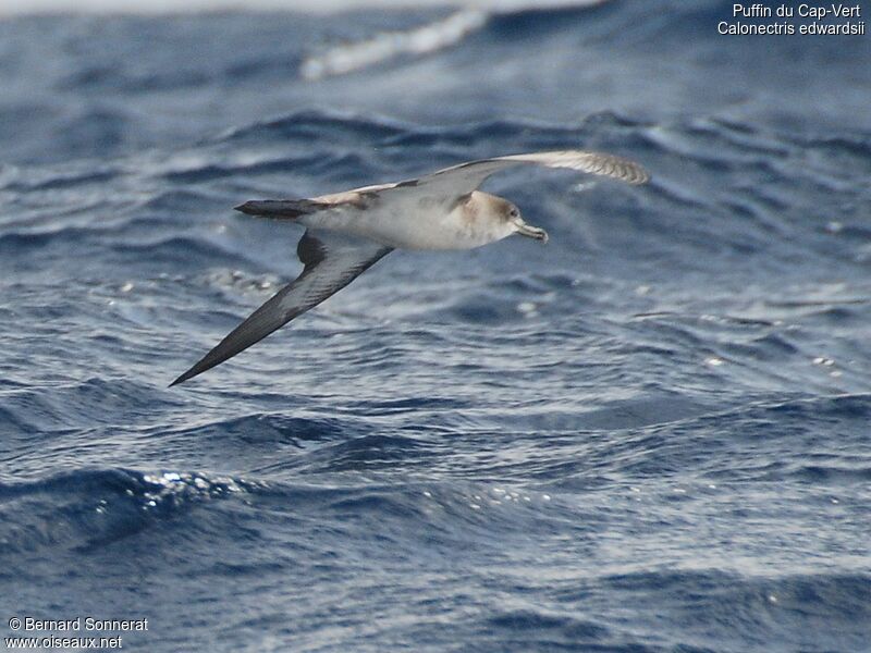 Puffin du Cap-Vert