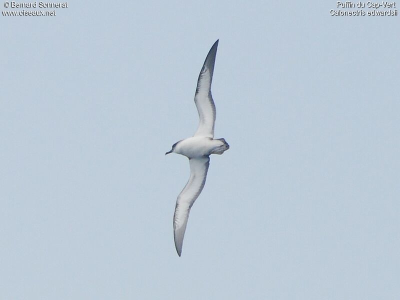 Puffin du Cap-Vert