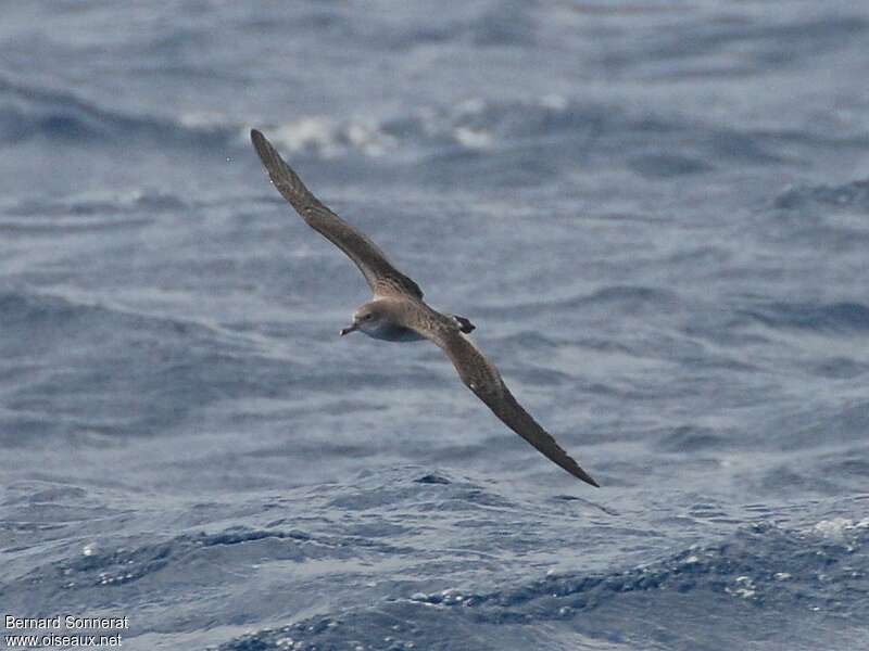 Cape Verde Shearwater, identification