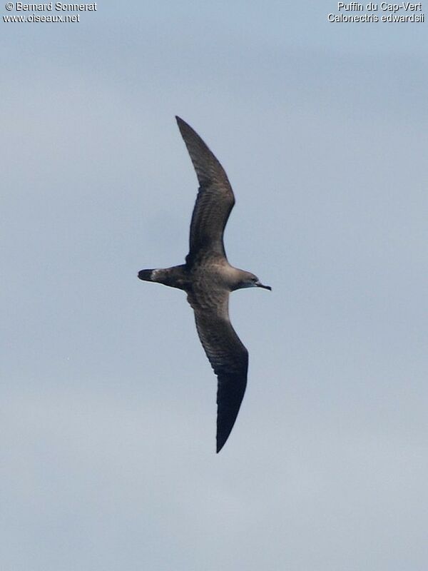 Cape Verde Shearwater