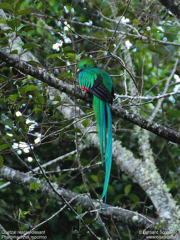 Quetzal resplendissant