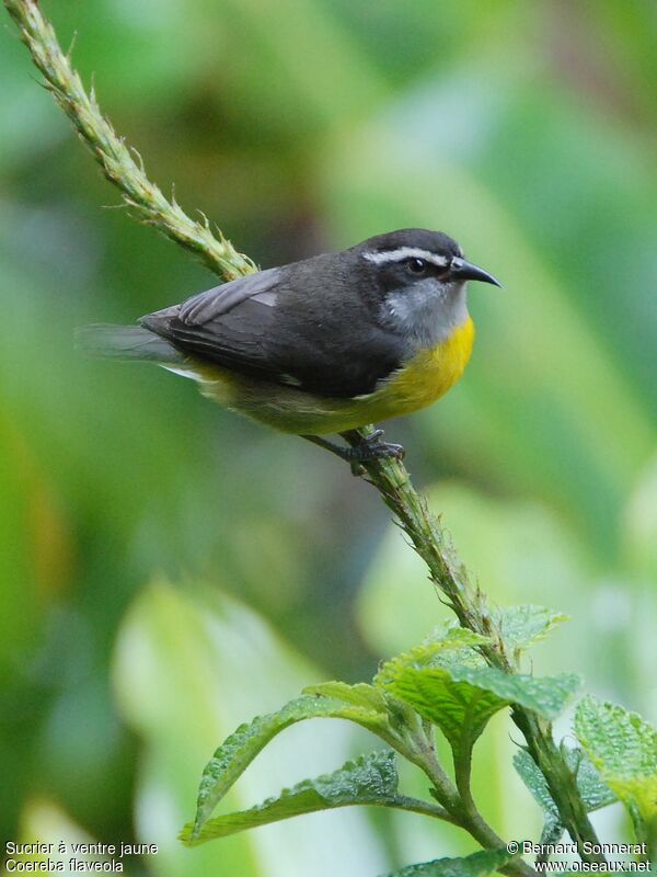 Sucrier à ventre jaune, identification