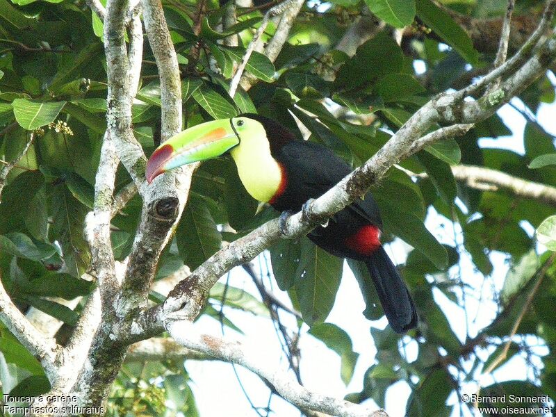 Keel-billed Toucan, identification