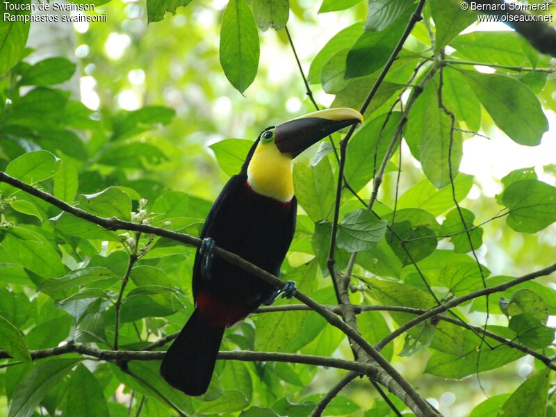 Yellow-throated Toucan (swainsonii), identification