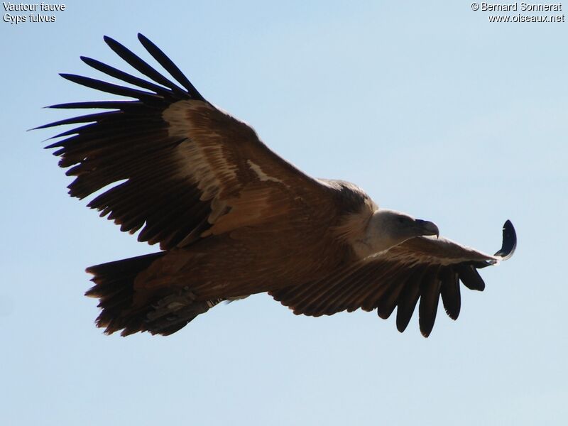 Vautour fauve