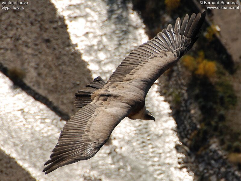 Vautour fauve