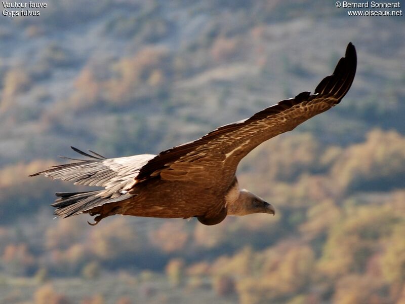 Vautour fauve